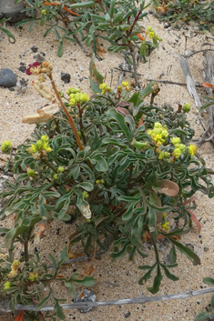 Lanzarote Mignonette