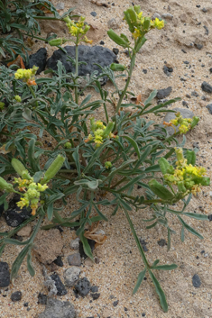 Lanzarote Mignonette