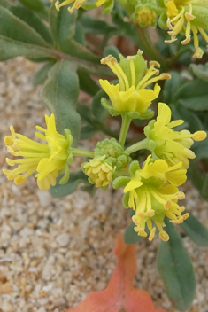 Lanzarote Mignonette