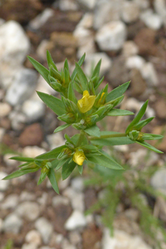 Upright Yellow Flax