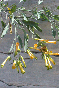 Tree Tobacco