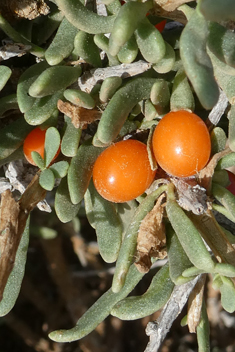 Canary Boxthorn