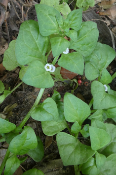 Sclerophylax spinescens