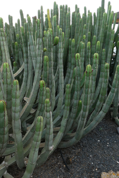 Canary Islands Spurge