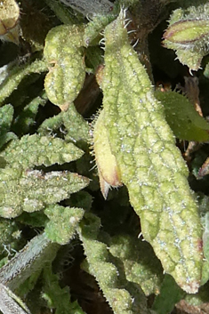 Egyptian Sage