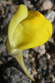 Nanorrhinum heterophyllum