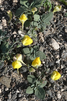 Nanorrhinum heterophyllum