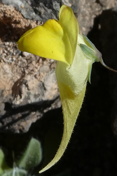 Nanorrhinum heterophyllum