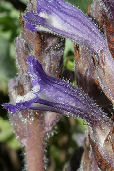 Violet Broomrape