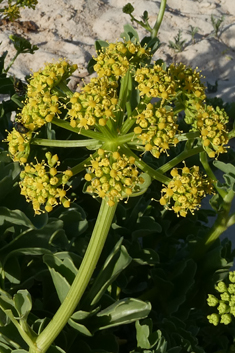 Astydamia latifolia