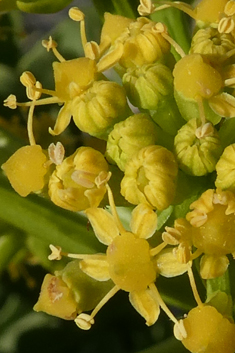 Astydamia latifolia