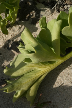 Astydamia latifolia