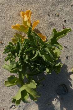 Astydamia latifolia