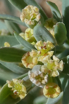 Dwarf Hare's-ear