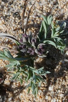 Dwarf Hare's-ear