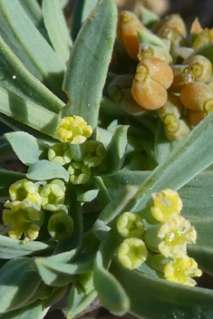 Dwarf Hare's-ear