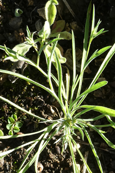 Dwarf Hare's-ear