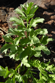 Astydamia latifolia