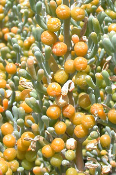 Zygophyllum fontanesii