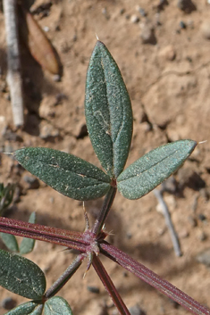 Cretan Fagonia