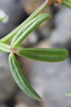 Cretan Fagonia