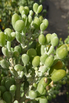 Zygophyllum fontanesii