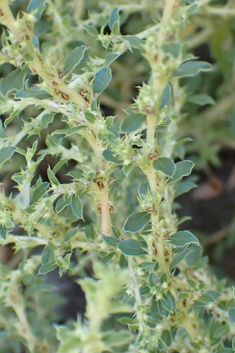White Pigweed