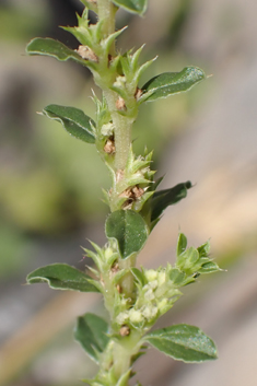White Pigweed