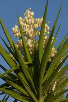 Giant Yucca