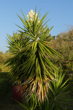Giant Yucca