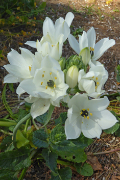 Tall Star-of-Bethlehem