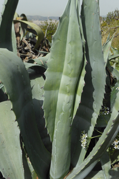 Centuryplant