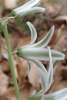 Bouché's Star-of-Bethlehem
