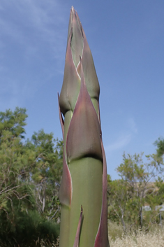 Centuryplant