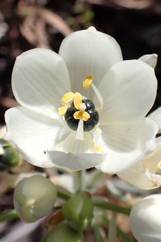 Tall Star-of-Bethlehem