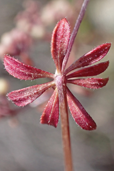 Short-leaved Bedstraw