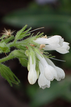 Anatolian Comfrey
