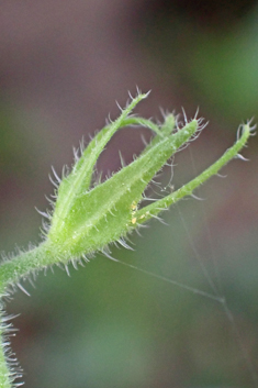 Anatolian Comfrey