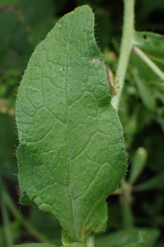 Anatolian Comfrey