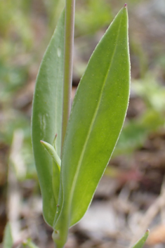 Behen Catchfly