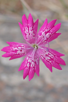 Sticky Pink