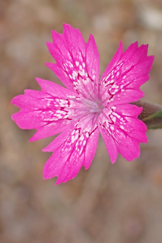 Sticky Pink