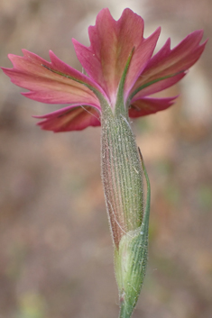 Sticky Pink