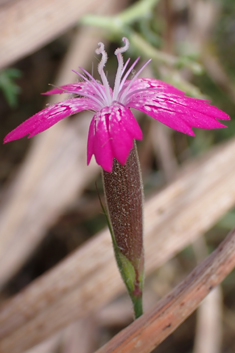 Sticky Pink