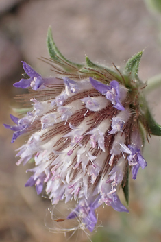 Pincushion Flower