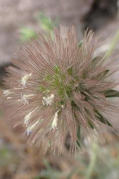 Pincushion Flower