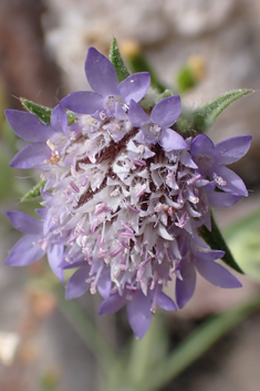 Pincushion Flower