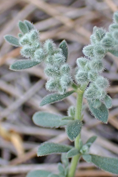 Grey Rupturewort