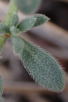 Grey Rupturewort