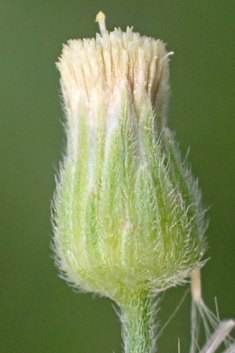 Tall Fleabane